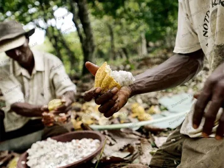 artificial opening of cocoa pods