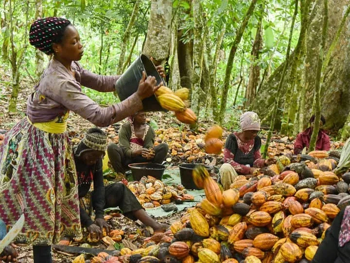 cocoa harvest in rural areas