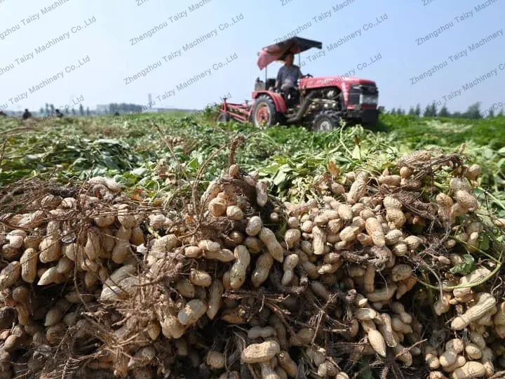 cacahuete cosechado por el tractor