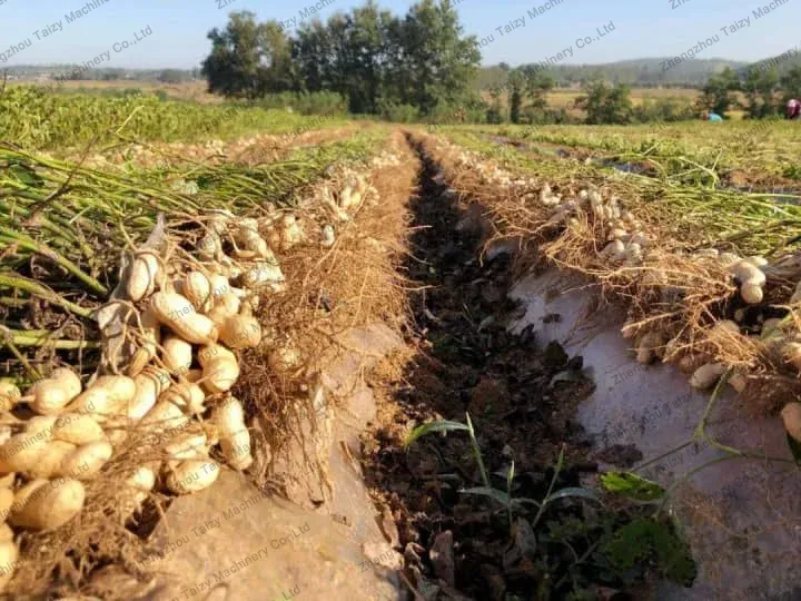 cosecha de cacahuetes en la finca