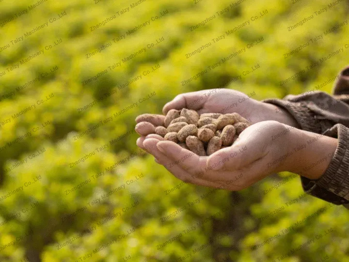 Plantation de cacahuètes
