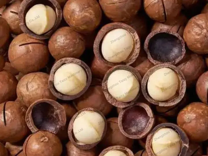 macadamia nuts with slits