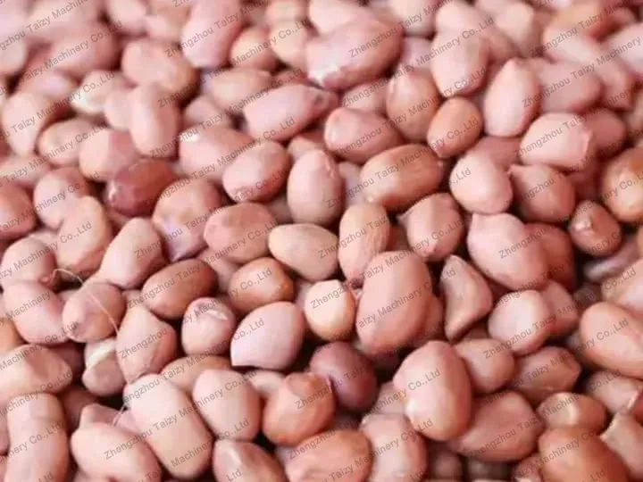 groundnut