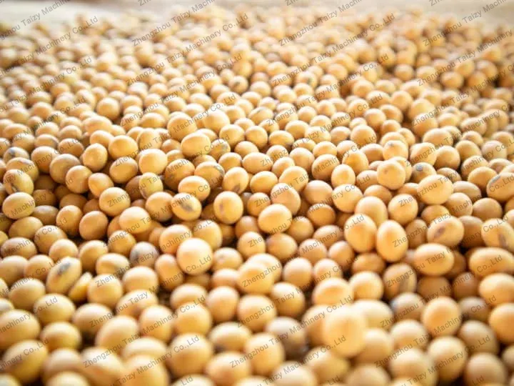 soybean